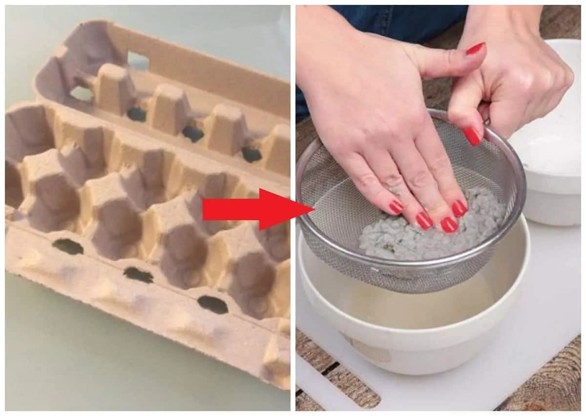 Táto žena kartóny od vajec len natrhala a zaliala vodou: Neverili by sme, čo z toho vzniklo o pár hodín – perfektný nápad úplne zadarmo!