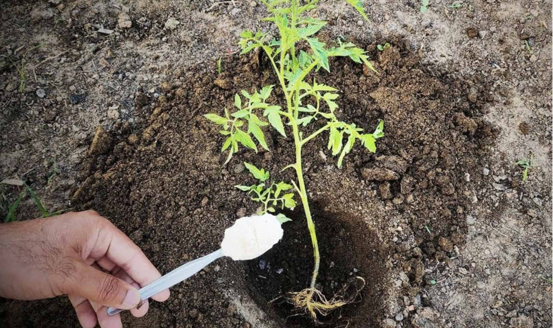 5-NÁSOBNÉ výnosy paradajok: Pred zasadením to nevyhnutne pridajte do jamky!