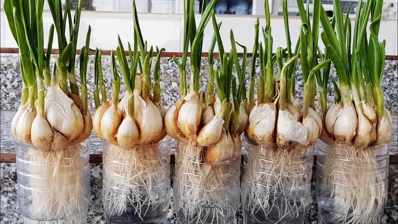 Cesnak už nekupujte: Vďaka tejto metóde si ho vypestujete doma!