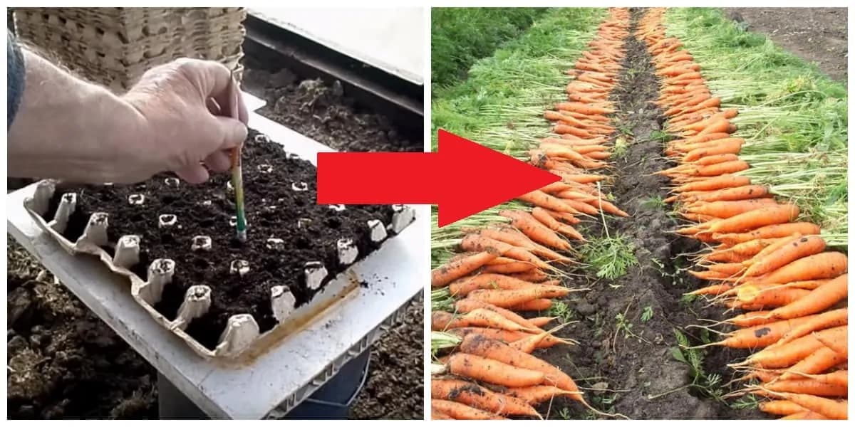 Bohatá úroda mrkvy bez roboty: Držte sa pri vysielaní tejto rady a budete mať úrodu ako z obrázka!