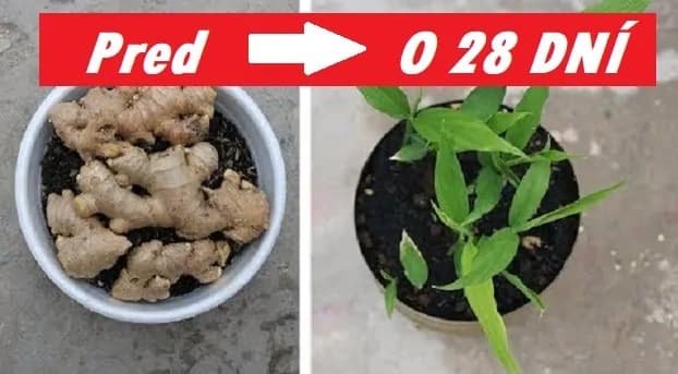 Začínala som s jedným malým koreňom a teraz môžem zázvor aj predávať: Najrýchlejší spôsob, ako získať bohatú úrodu!