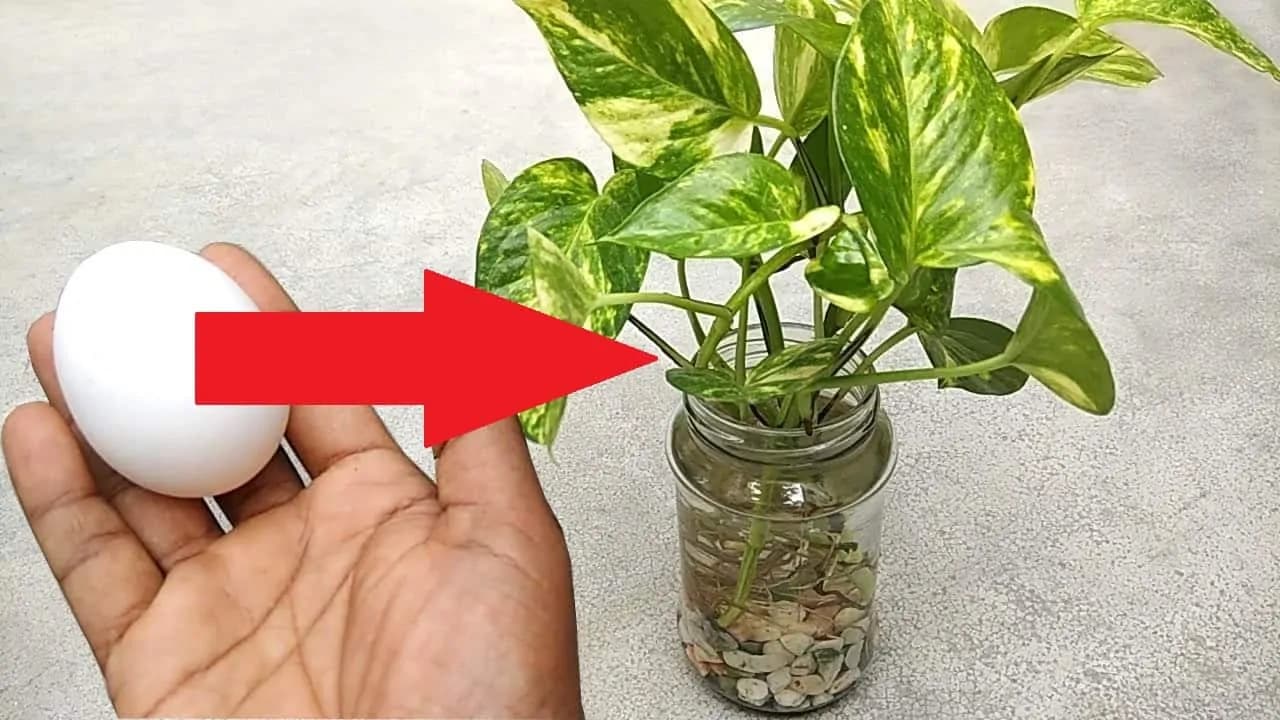 Najúčinnejšia domáca výživa pre rastliny pestované vo vode!