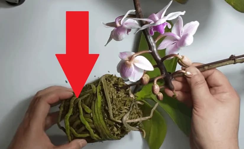 Odkedy som vyskúšala tento tip, orchidea konečne nahodila puky: Vyberte ju zo substrátu a postavte do pohára- zmohla sa aj polomŕtva rastlinka!