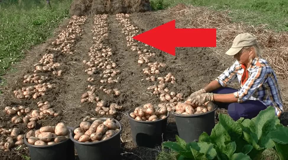 3-KRÁT väčšie výnosy a žiadne okopávanie: Záhradkár ukázal geniálnu metódu, ako na jar sadiť zemiaky – výsledky vás ohromia!