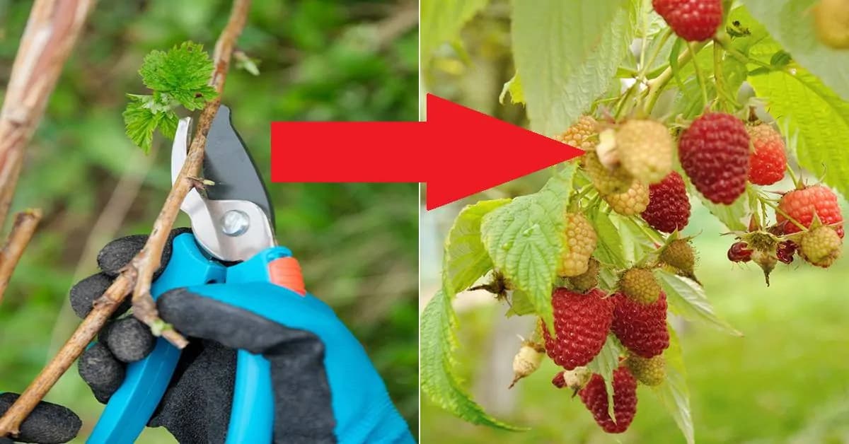 Najlepšia rada, ako zvýšiť úrodu malín a černíc: Na jar každý krík takto upravte a pomôžete mu k omnoho väčšej úrode!