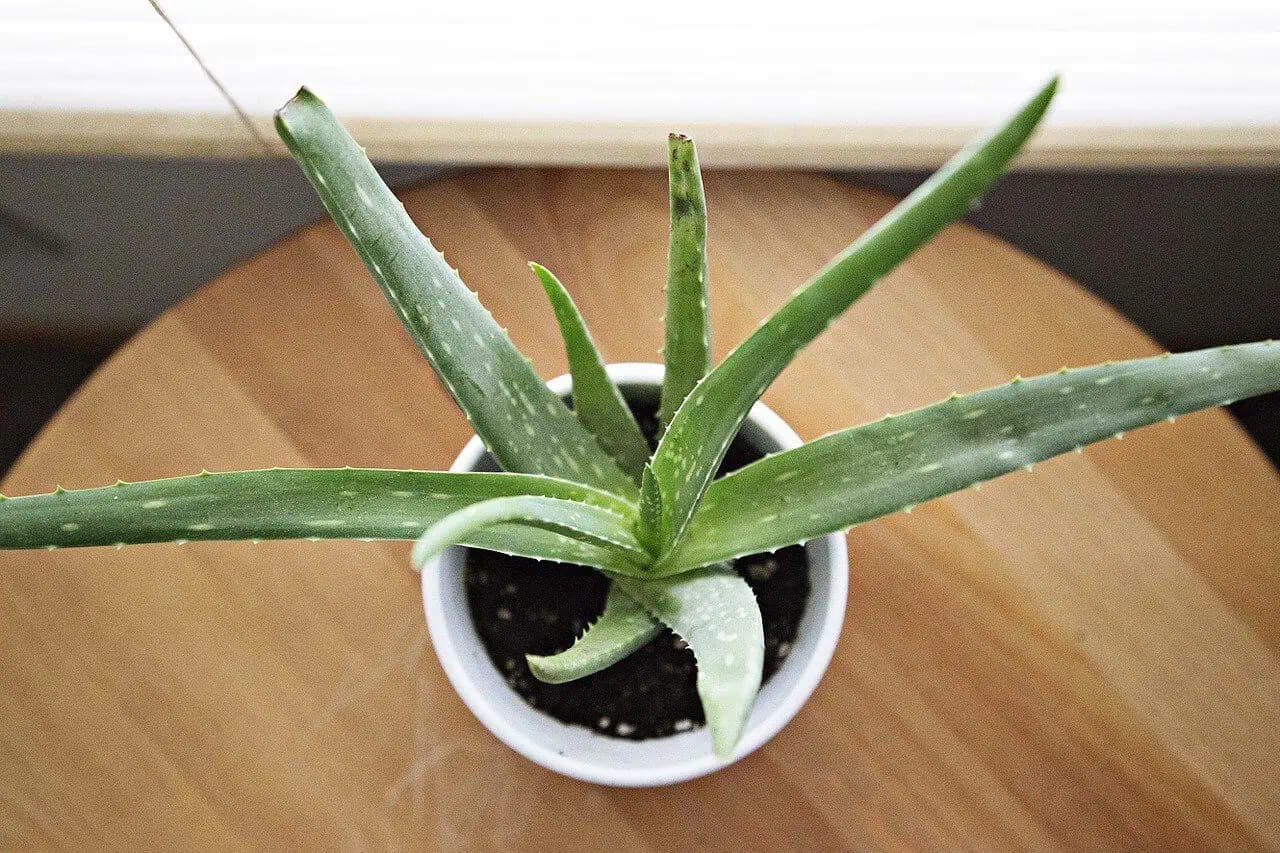TOTO dokáže list Aloe vera za 15 minút. Stačí, ak si ho priložíte na tvár!