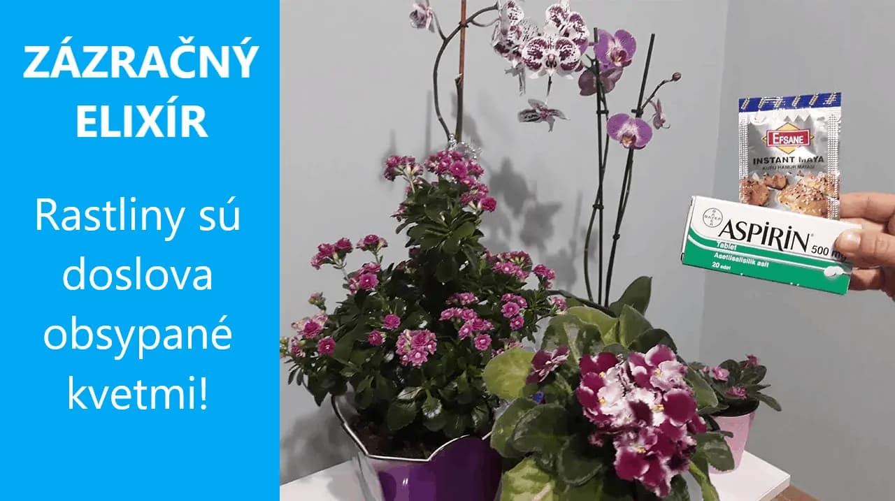 Izbovky obsypané kvetmi sú snom každého pestovateľa: Pridajte im do vody tieto dve prísady a budú kvitnúť ako divé!