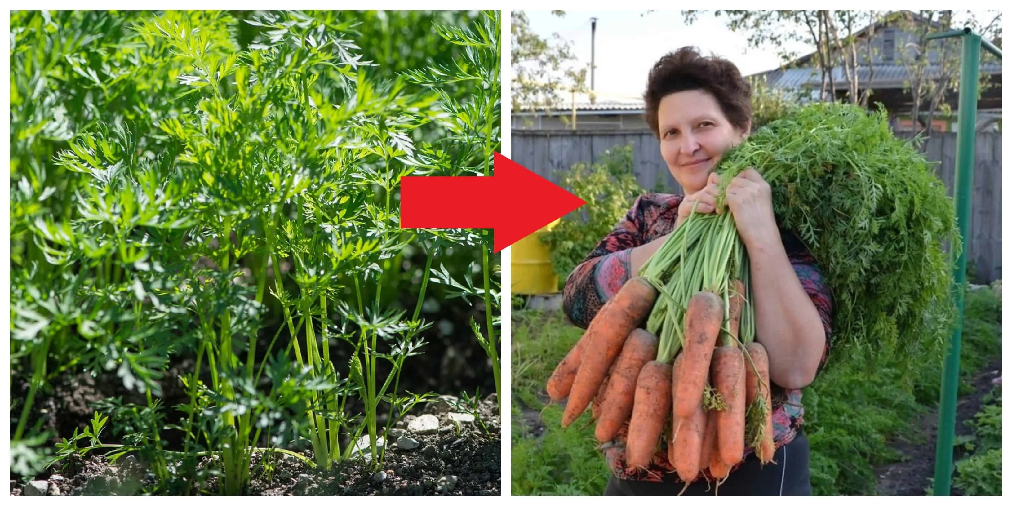 MEGA úroda mrkvy: Zasejte ju takto a budete mať mrkvy na rozdávanie!