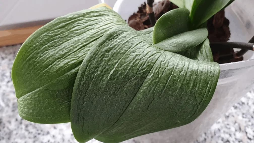 Konečne viem, prečo mala moja orchidea zvädnuté listy a nekvitla: Odkedy poznám túto radu, darí sa jej ako nikdy