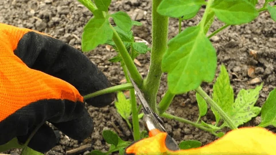 Stačí sa držať týchto 2 krokov a budete mať rajčín na rozdávanie: Jednoduchá rada, ktorá vám zabezpečí bohatú úrodu!