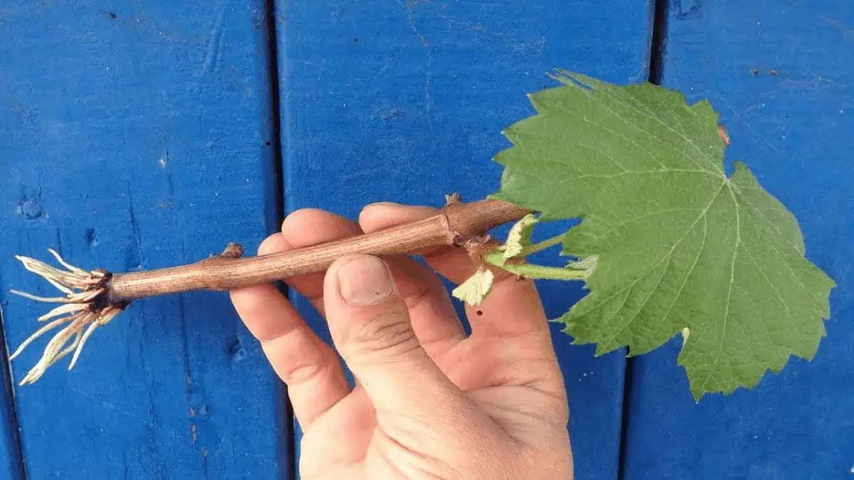 Vinohradník prezradil jednoduchý spôsob, ako zakoreniť vinič: Vďaka tejto metóde budete mať sadenice viniča zadarmo!