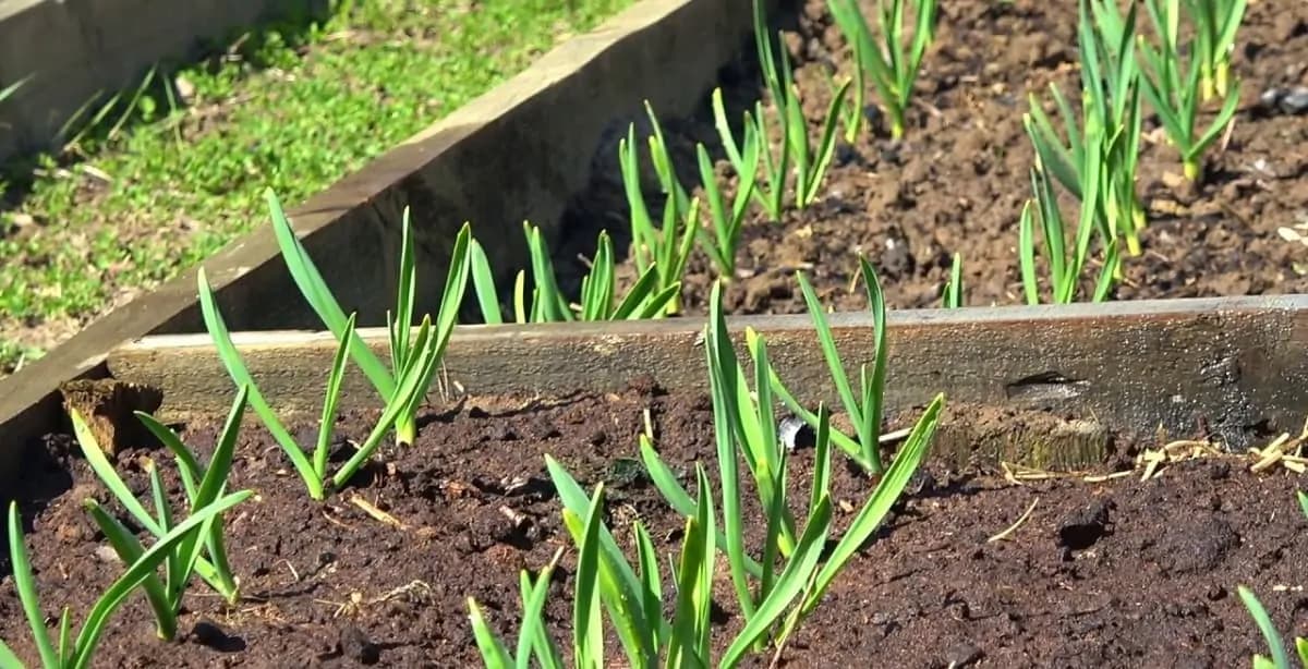 Pestovateľ poradil výborné a lacné hnojivo pre bohatú úrodu cesnaku: Týmto ho nakŕmte na jar a úrody budete mať aj na rozdávanie!