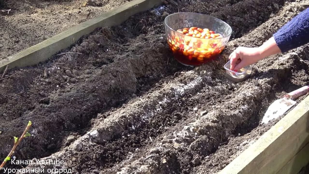 Keď budete sadiť cibuľu, držte sa týchto rád: Ja to robím každý rok a mám jej na rozdávanie!