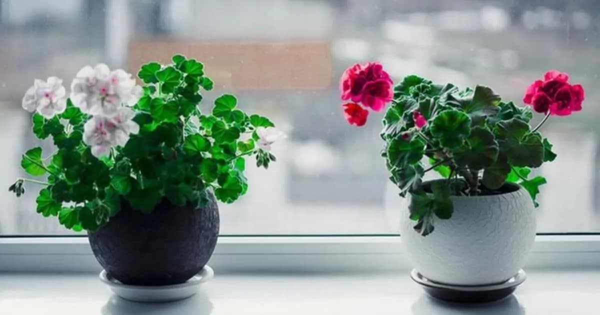Muškáty zakvitli aj v decembri a orchidea nahodila 40 pukov: Recept na ŽIVÚ vodu od kvetinárky, zalievajte s ňou v zime!