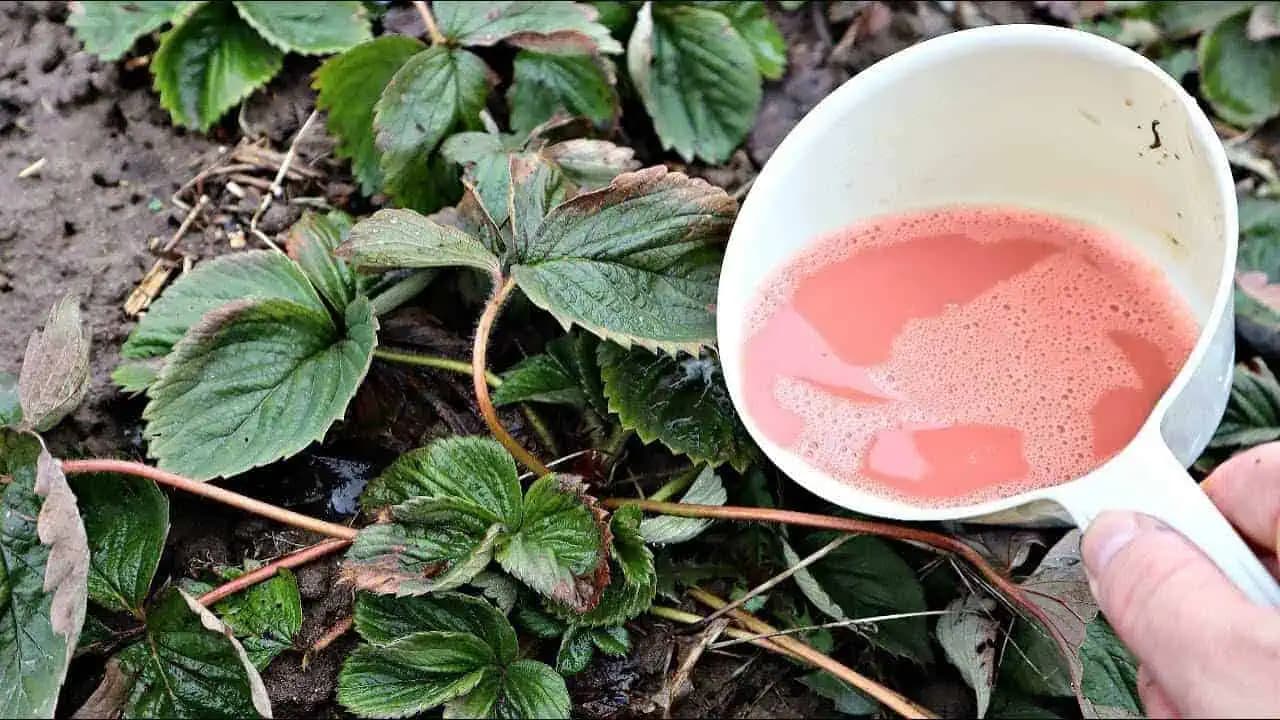 Najlepšia domáca výživa pre jahody: Ak ich na jar nakŕmite týmto, budete mať extra bohatú úrodu!