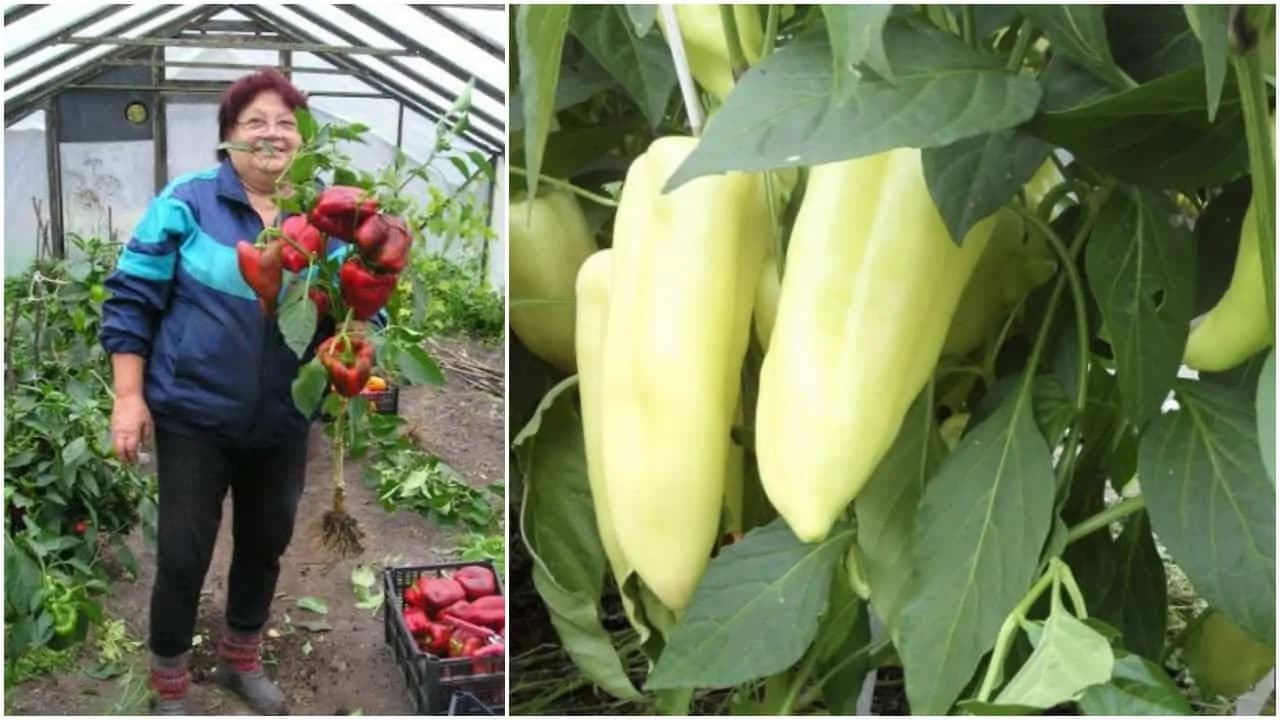Tajný recept na bohatú úrodu papriky: Jednoduchá rada po ktorej paprika rastie ako z vody!