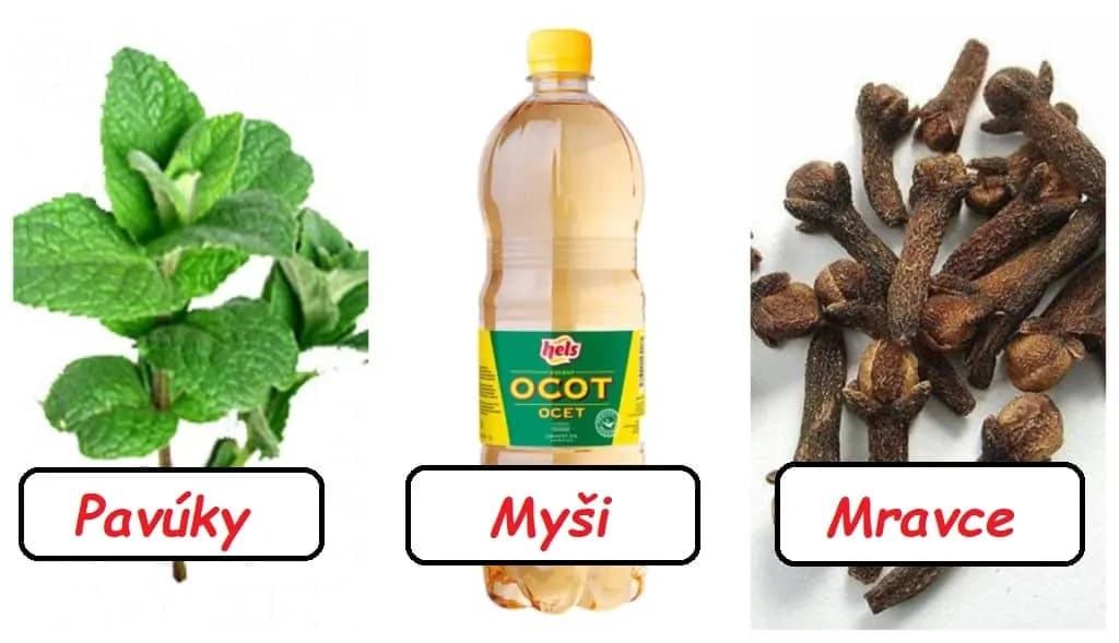 Mätu nenávidia pavúky, ocot odoženie myši a škorica zlikviduje mravce: Zabudnite na drahú chémiu z obchodu, toto je najsilnešia zbraň proti hávedi!