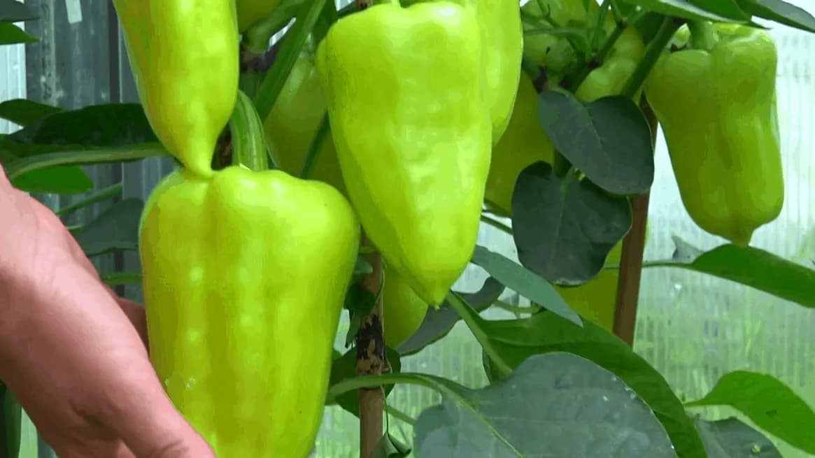Chcete veľa krásnej papriky? Stačí pridať do vody túto tajnú prísadu a úrody bude tento rok aj na rozdávanie!
