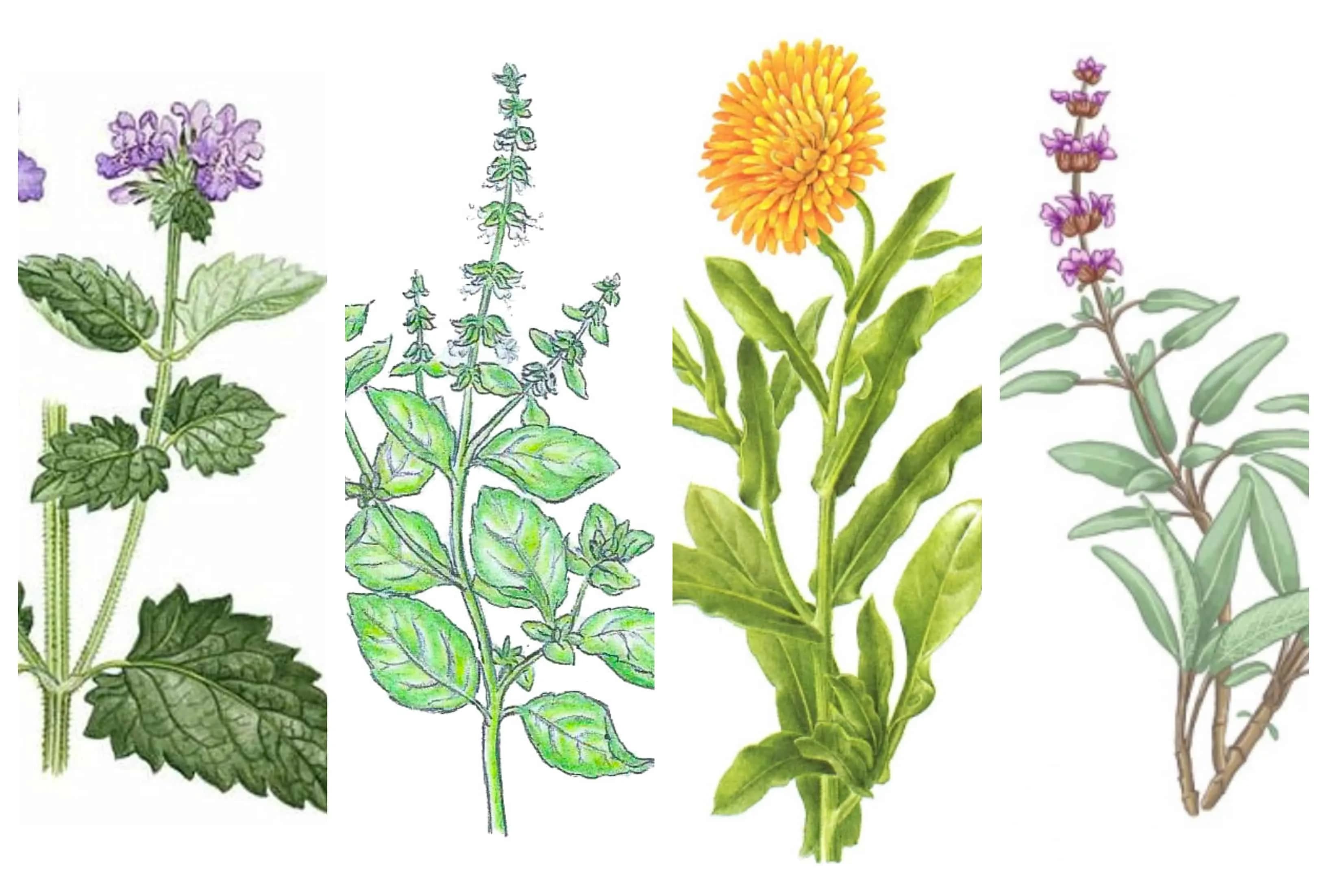 Komáre nenávidia bazalku, vratič likviduje kliešťe a šalvia zaženie muchy: Zoznam bežných rastlín a škodcovia, ktorých odpudzujú!