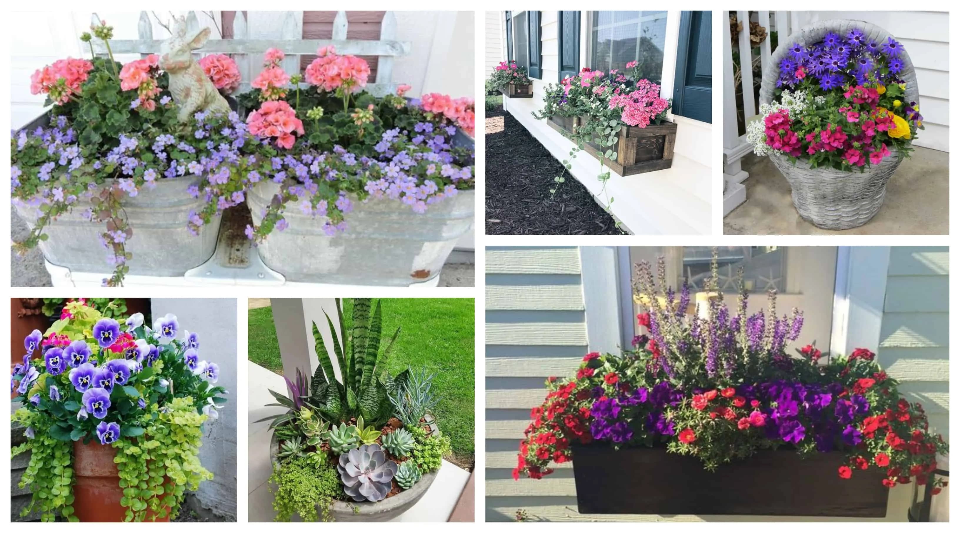 Vysaďte ich do jedného kvetináča, vyzerá to úžasne: 17+ najkrajších kvetinových kombinácií, ktoré vás budú tešiť celú sezónu!