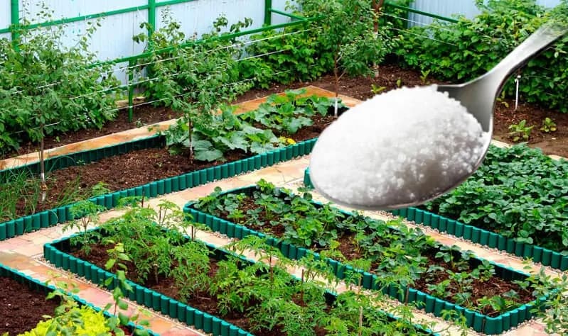 Toto je dôvod, prečo mám každý rok, ukážkový trávnik, prekrásne tuje a žiadnych škodcov: Nasypte do záhrady túto prísadu, účinok na nezaplatenie!