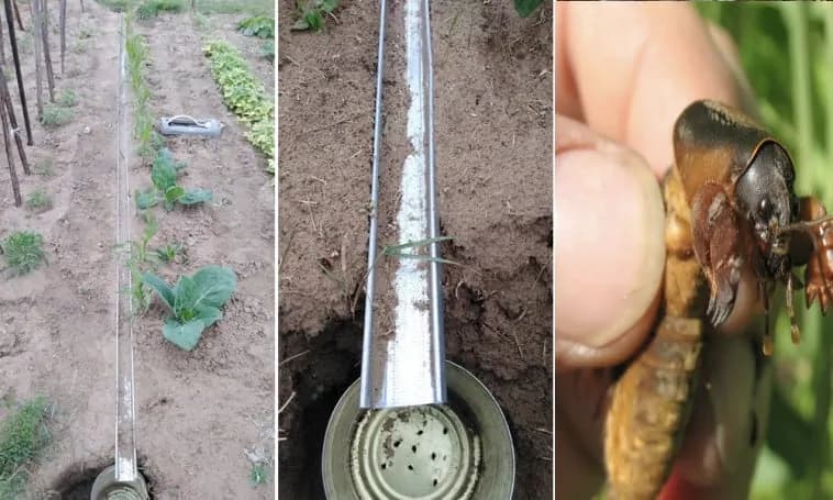 Najjednoduchší spôsob, ako sa zbaviť krtonôžky