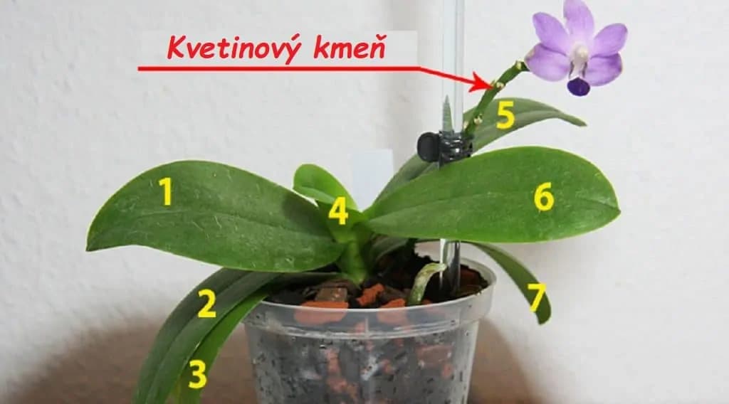 Chcete, aby vám orchidea kvitla celý rok? Stačí sa pri každej rastline držať tejto zásady, nič viac – môže mať aj 40 kvetov!