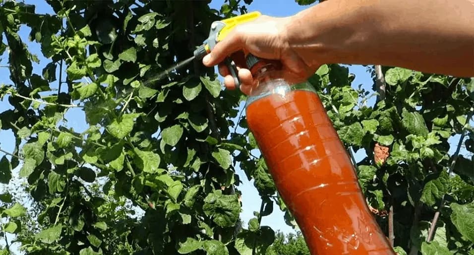 Koniec voškám v záhrade: Ekologický postrek, ktorý ničí vošky na počkanie!