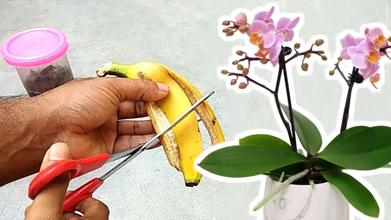 Najlepší trik na kvitnutie orchideí: Ak už dlho nekvitla, vezmite 3 banánové šupky a skúste tento tip, čoskoro nahodí prvé puky!