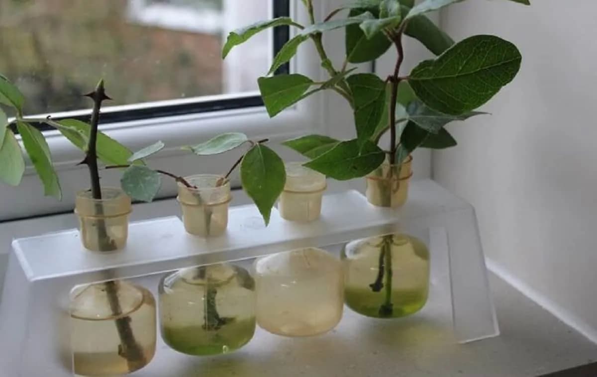 Starý trik, ako zakoreniť ruže z kytice, ktorú ste dostali ako darček!