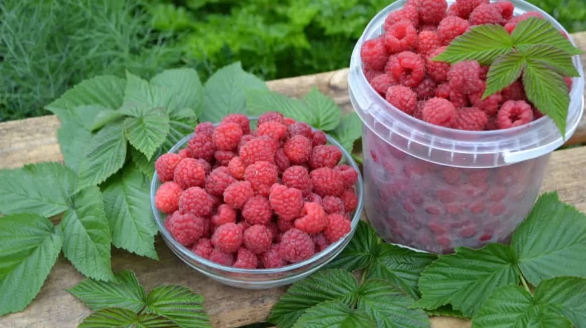 Maliny nevarím, nepridávam do nich cukor ani nesuším a vydržia mi do ďalšej úrody: Toto je najjednoduchší a najlepší recept!