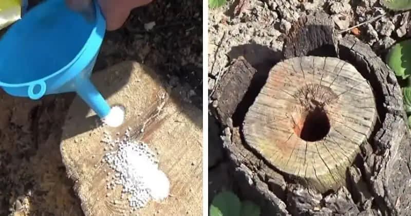 Gazda ukázal najjednoduchší spôsob, ako odstrániť zbytočný peň: Bez námahy, zaberie to pár minút!