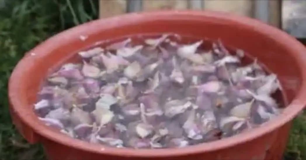 Keď idem sadiť zimný cesnak, vždy sa držím tejto rady mojej starkej: Roky mám takú úrodu, že mi ju chodia obdivovať všetci susedia!