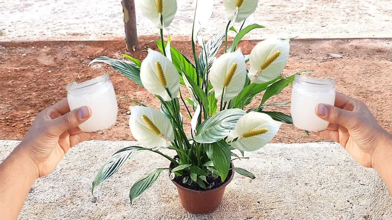 Bezkonkurenčne najlepšia výživa pre kvitnúce izbové rastliny: Výstavné izbovky vďaka týmto dvom surovinám z vašej kuchyne!