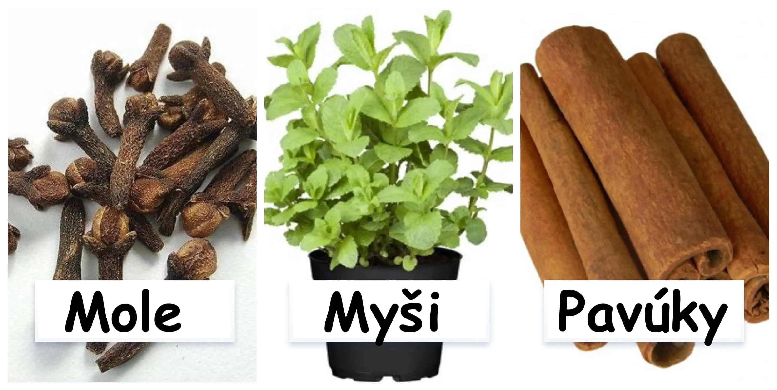 Na každého škodcu existuje bič, hovorila moja babička: Zabudnite na chémiu, toto je najsilnejšia zbraň proti hávedi!