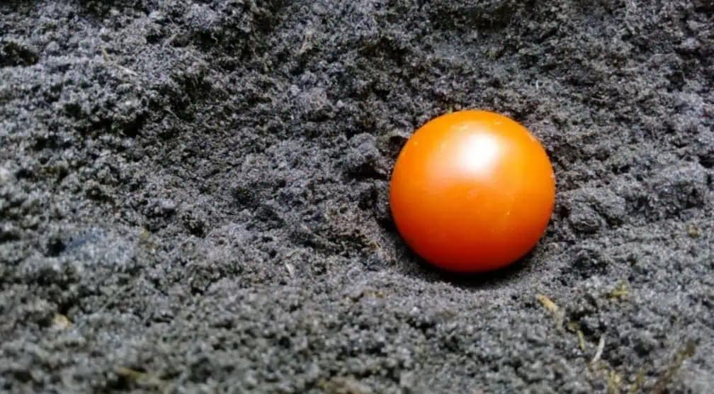 Toto je dôvod, prečo by ste mali na jeseň zakopať v záhrade celú paradajku: Budúci rok sa môžete tešiť na úrodu takmer bez námahy!