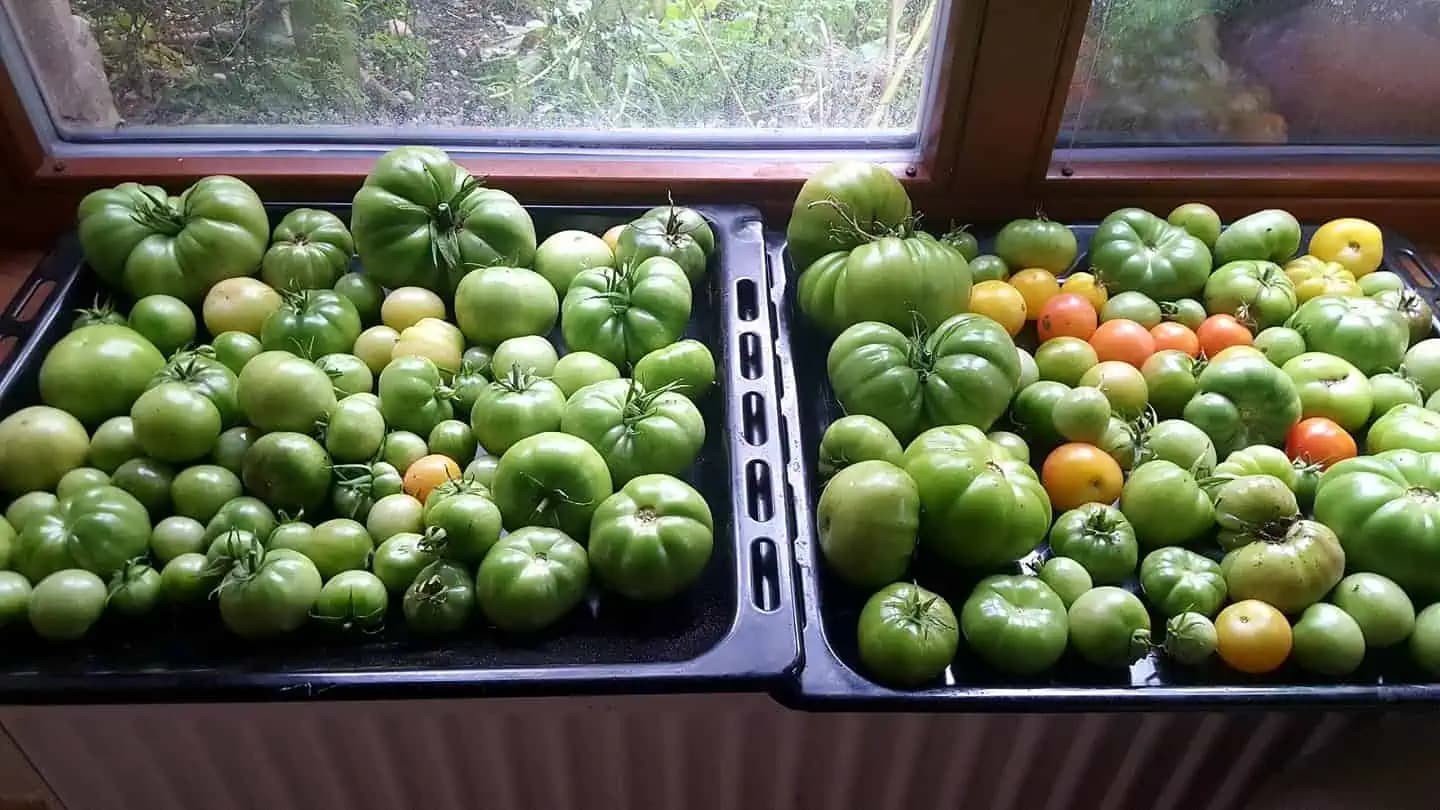 Rokmi odskúšaný trik, ako na posledné zelené paradajky: Spravte toto a stihnú vám dozrieť úplne všetky!