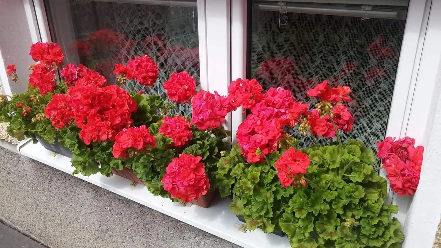 Rastlina z babkinej parapety, na ktorú moderní ľudia už skoro zabudli: Zázrak pre zdravie aj proti škodcom!