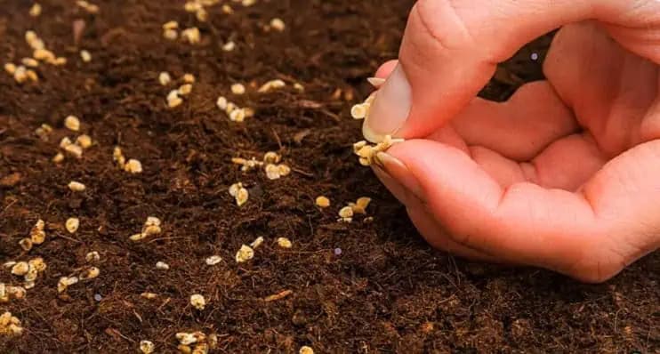 Výsadba paradajok v októbri: Sadenice sú silné, odolné a rodia už skoro na jar!