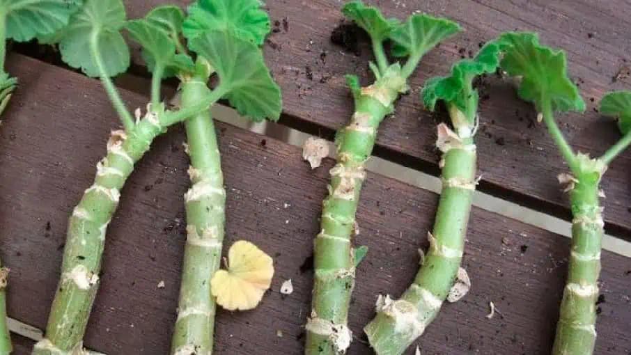 5 zlatých pravidiel strihania pelargónií na jeseň: Keď sa o ne na jeseň takto postaráte, na jar vám to 100-krát vrátia!