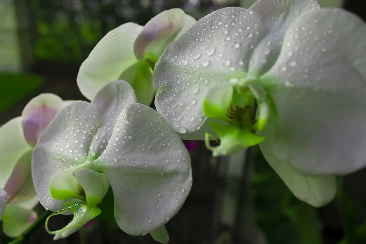 9 cenných rád pre dokonalé orchidey: Vaša milovaná orchidea bude kvitnúť po celý rok!