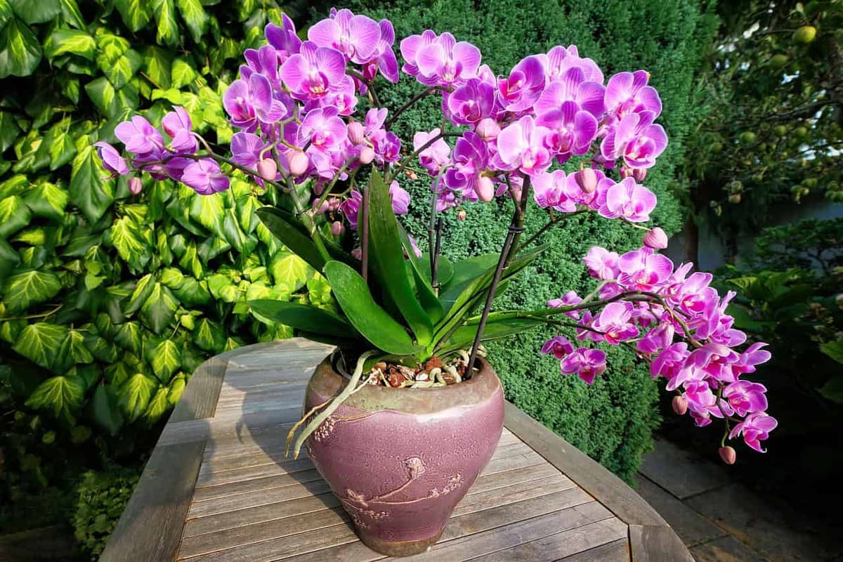 Poznáte zvláštny trik profíkov pre bohaté kvitnutie ORCHIDEY? TU je recept!