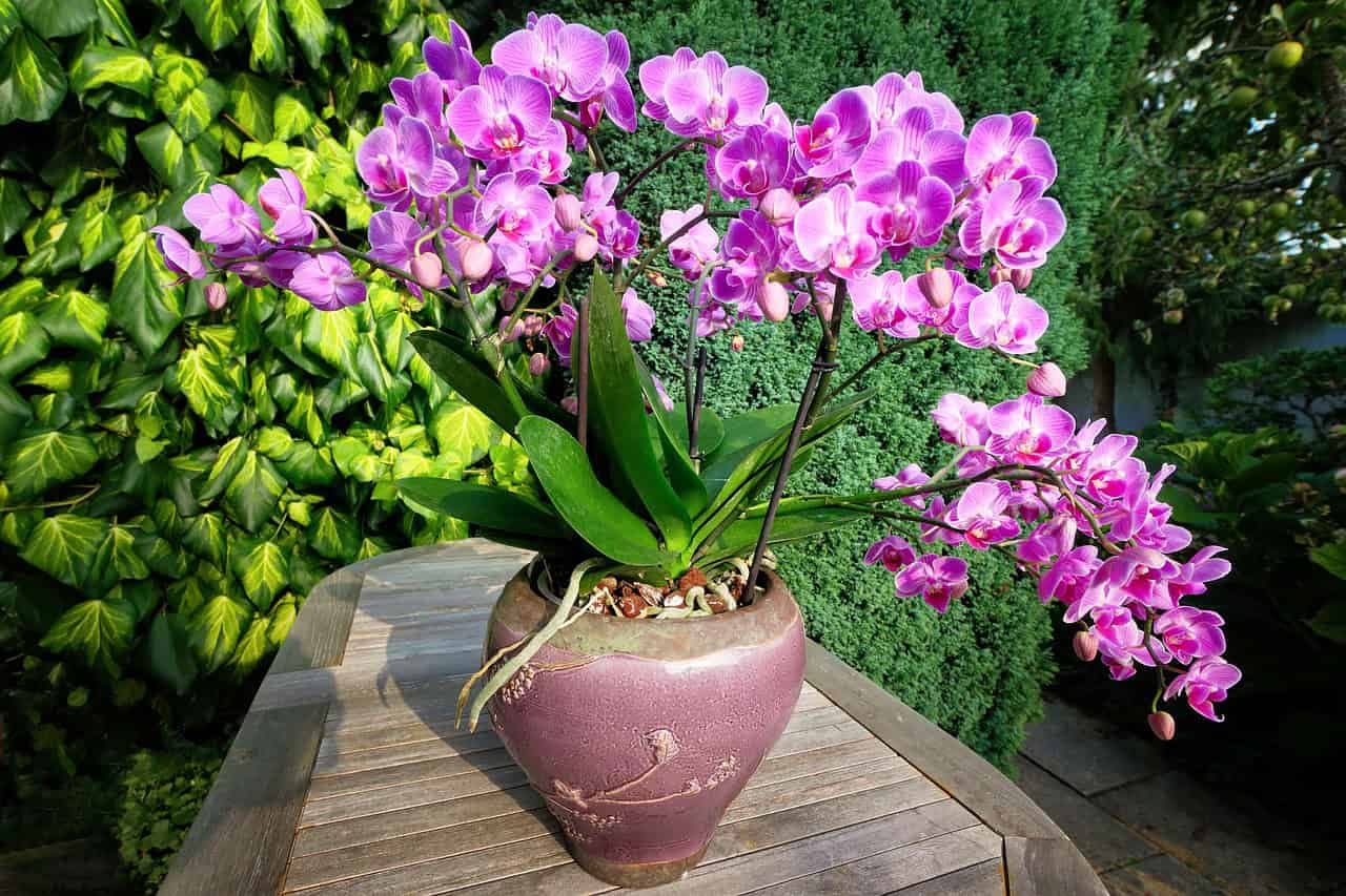 Urobte to súrne ešte vo februári! Orchidea bude kvitnúť ako šialená a vyženie veľa koreňov!