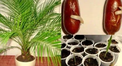 Vypestujte si krásny datľovník z jadierka: Jednoduchý postup, vďaka ktorému bude čoskoro zdobiť váš interiér táto prekrásna palmová rastlina!