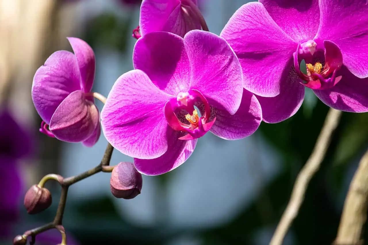 Jednoduchý trik, ako prebudiť orchideu k životu prerastenú orchideu: TU je návod!