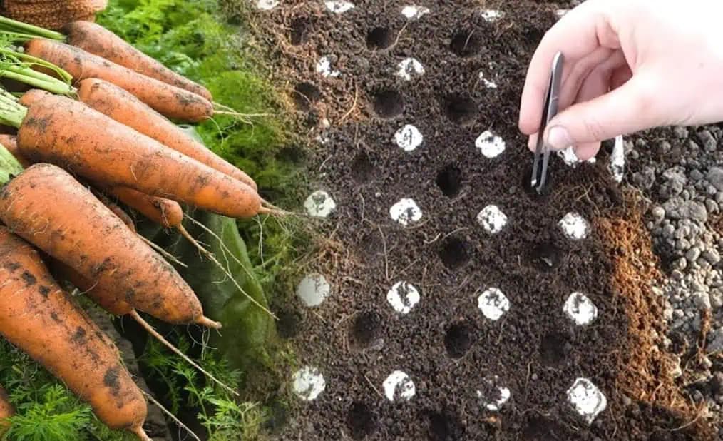 Toto je nový spôsob pestovania MRKVY. Záhradkár poradil tajný TRIK a budete ju mať na kilogramy!