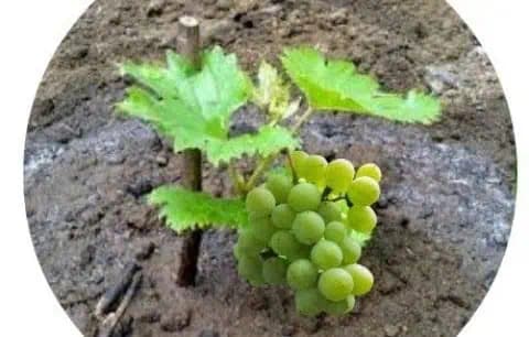 Unikátna metóda, ako si vypestovať hrozno zo semienok: Je to veľmi jednoduché a potrebujete len pár bobuliek hrozna!