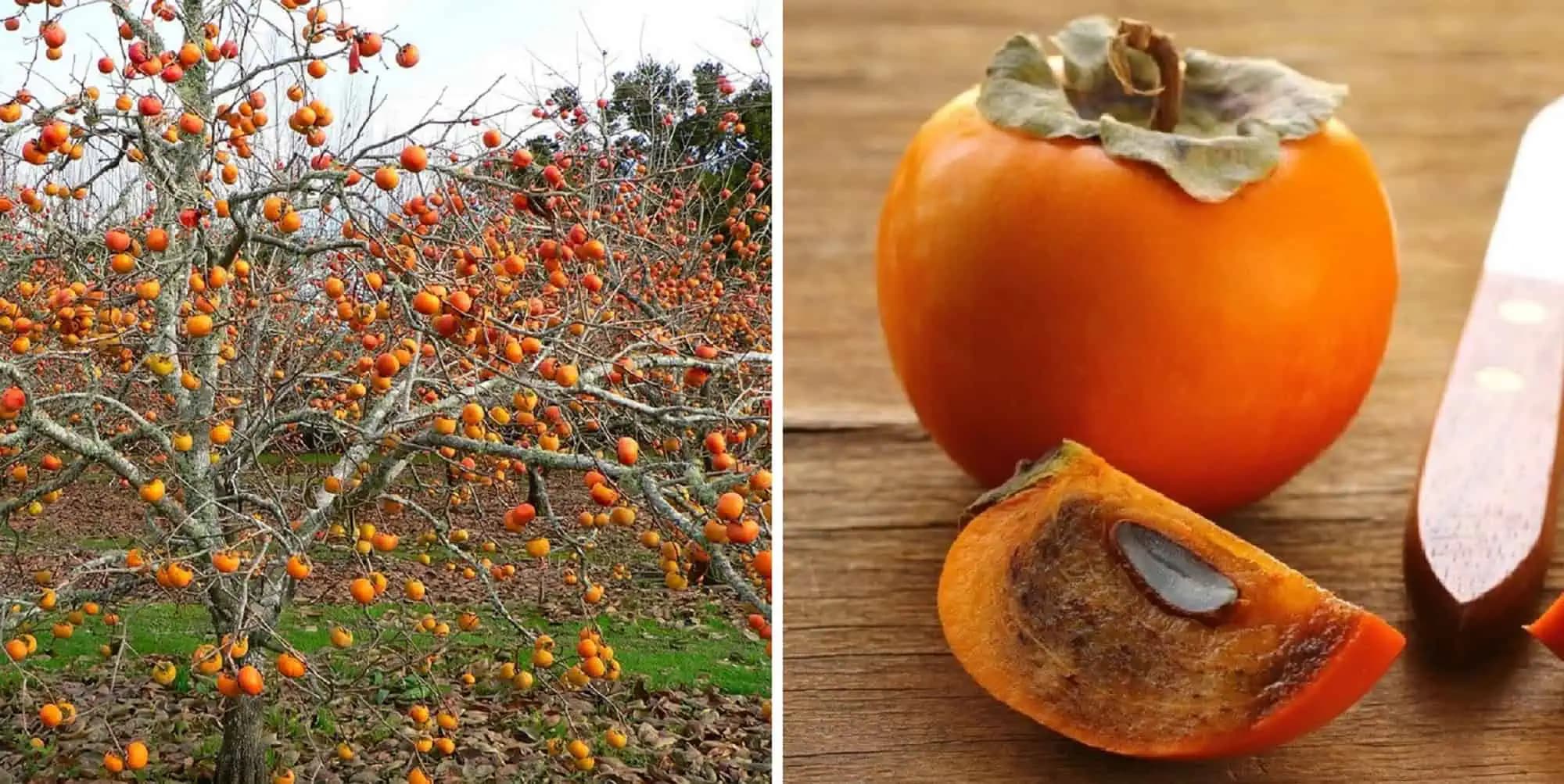 Toto ovocie už roky nekupujem, mám ho na kilá: TU je návod, ako si vypestovať HURMIKAKI doma!