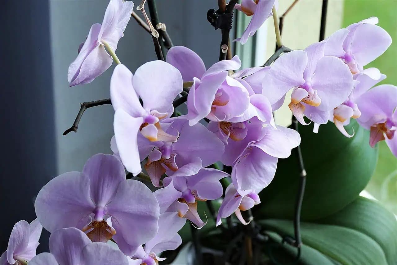 Kúpte v lekárni za drobné a postriekajte v januári KORENE orchideí. Parapet sa doslova utopí v kvetoch!