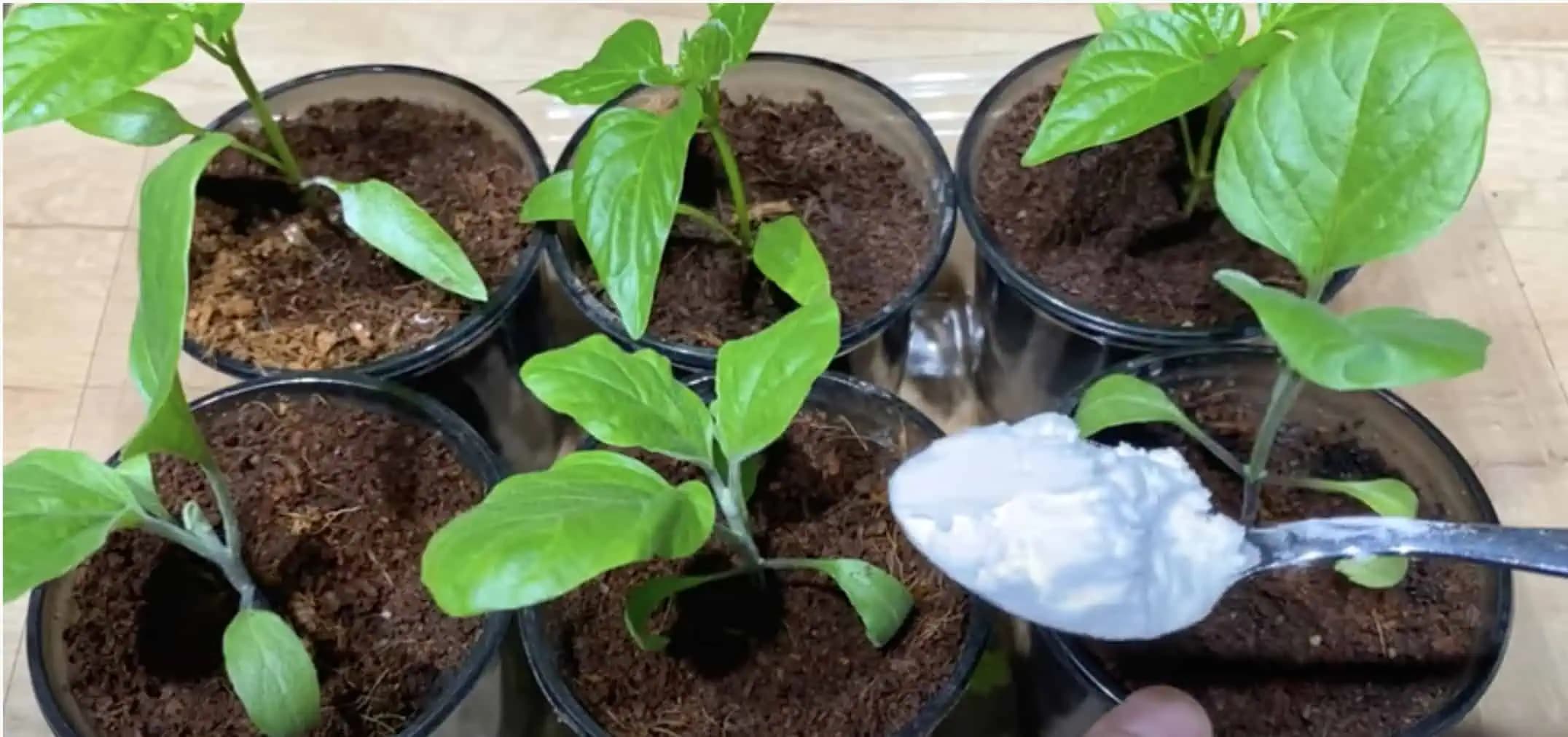 Najlepšia výživa pre sadenice – dajte im obyčajný zemiakový škrob!